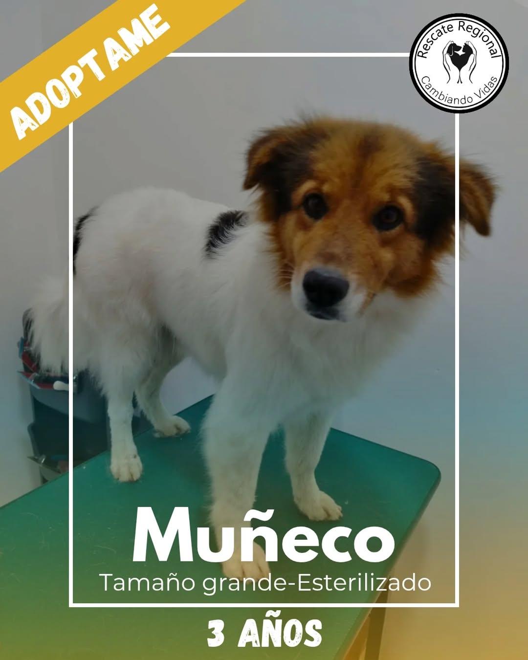 Muñeco (1/4)