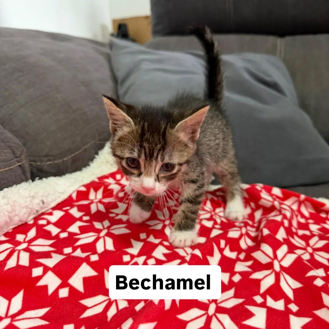 Bechamel (1/4)