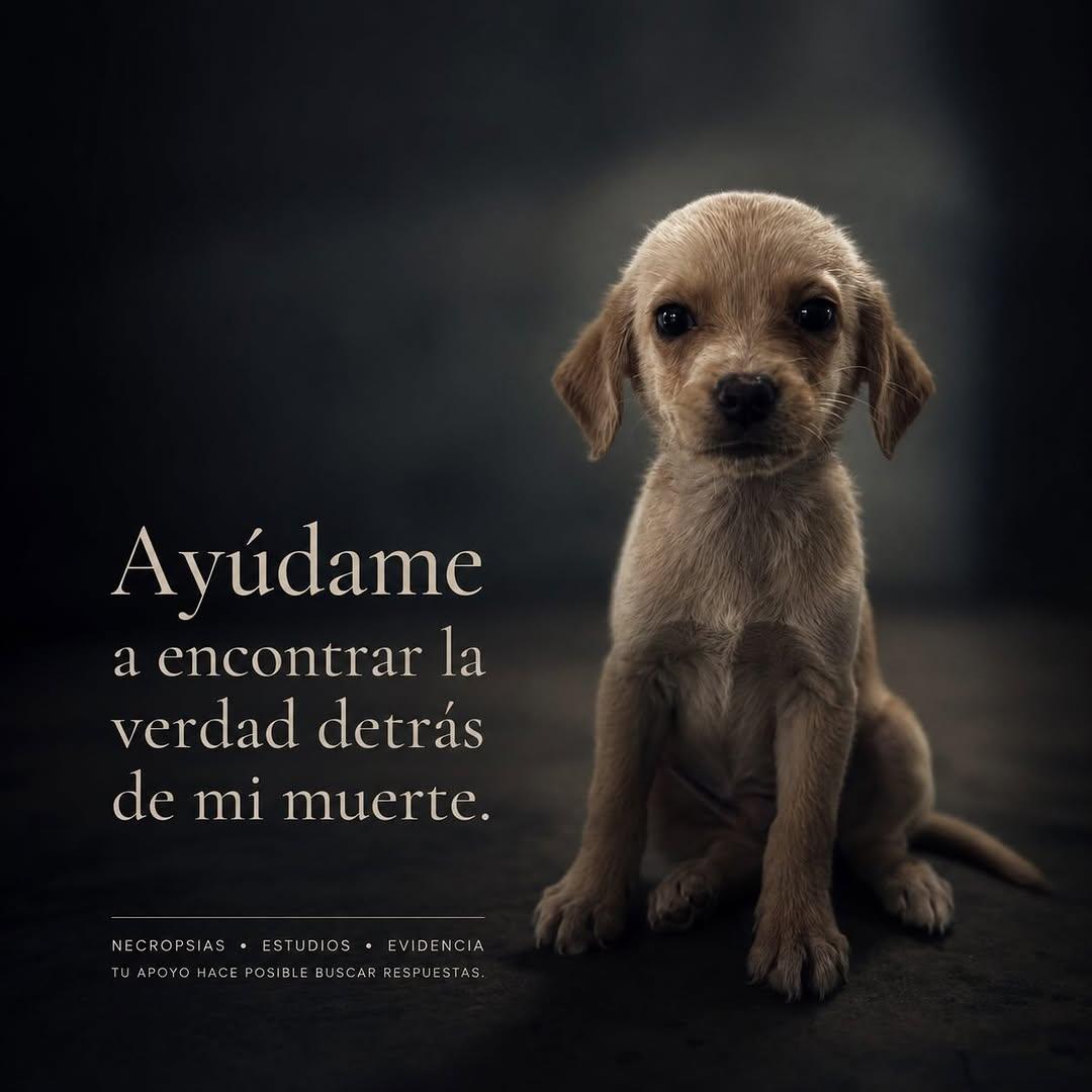5 animalitos (1/6)