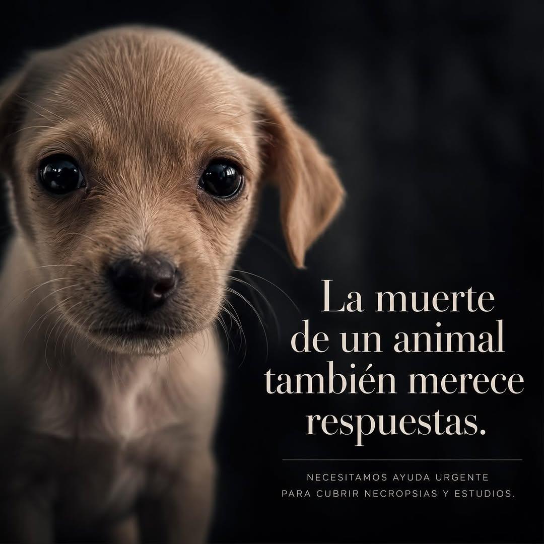 5 animalitos (4/6)
