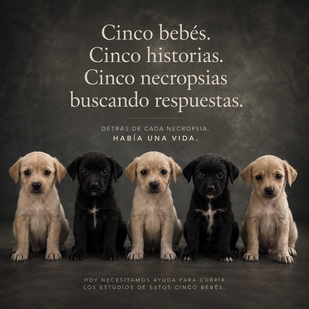 5 animalitos (5/6)