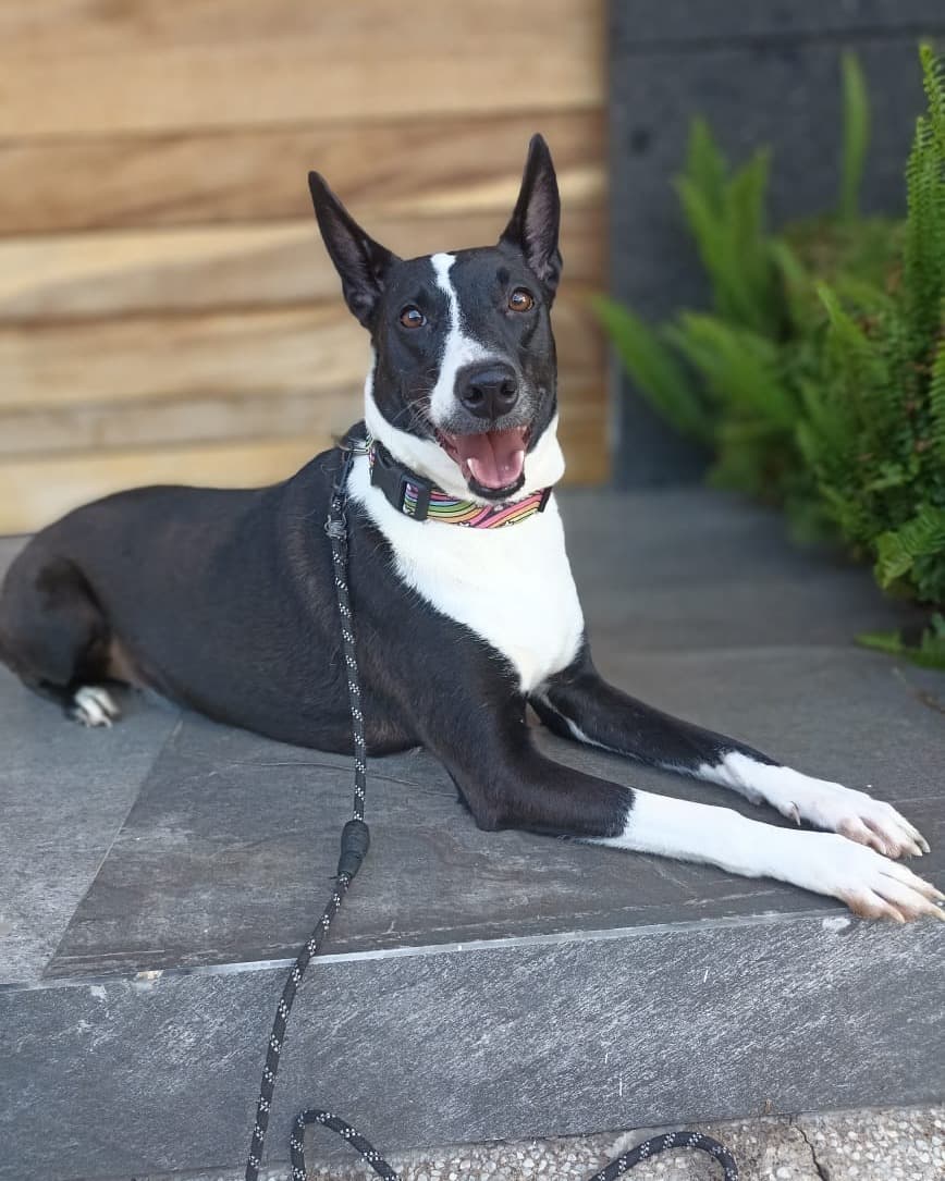 BONITA
