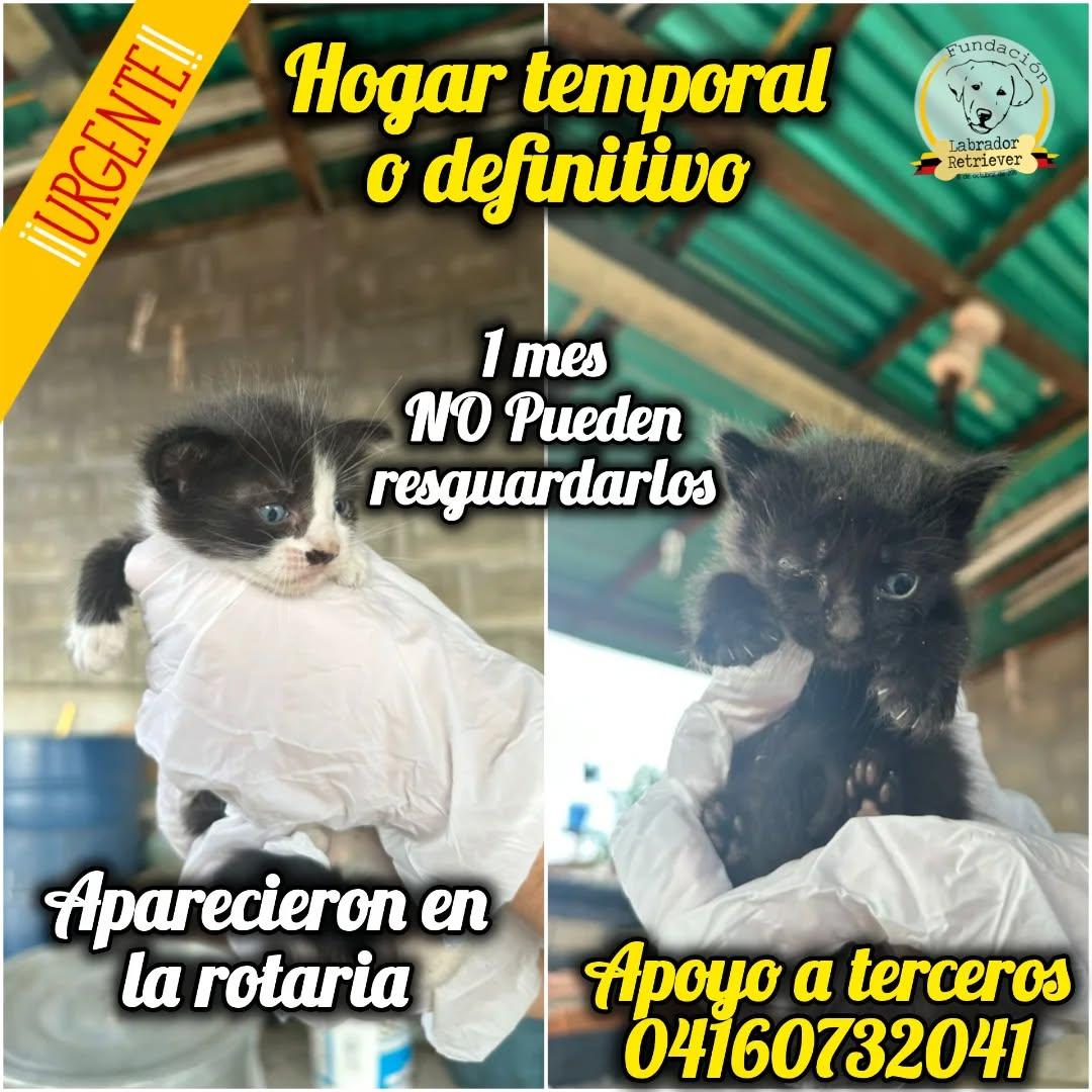 2 animalitos