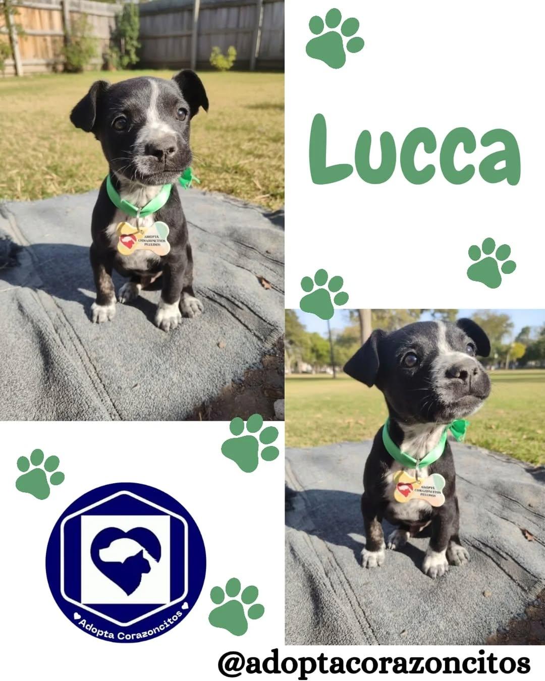 Patricio, Alan, Lucca +2 (3/5)