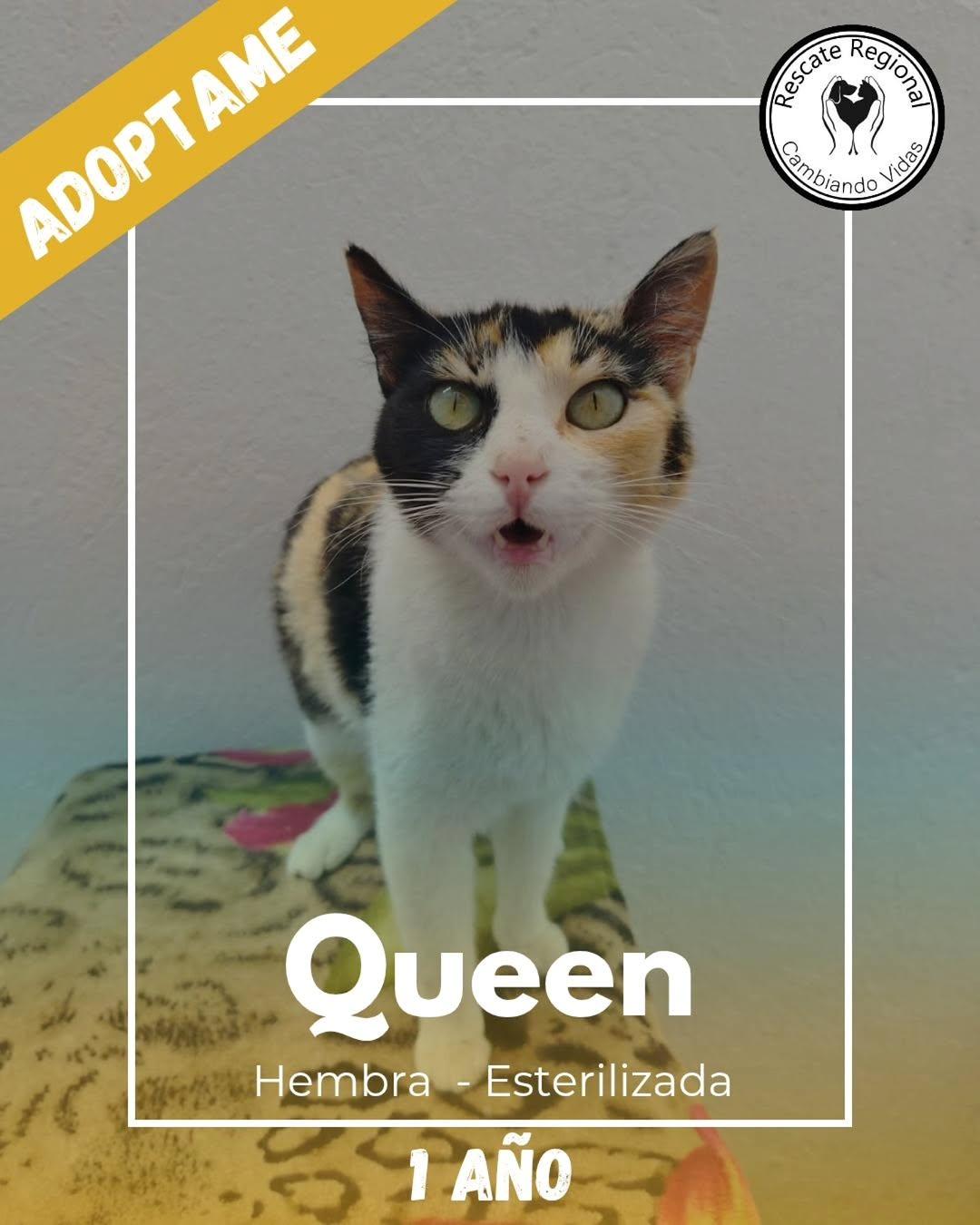 Queen (1/5)