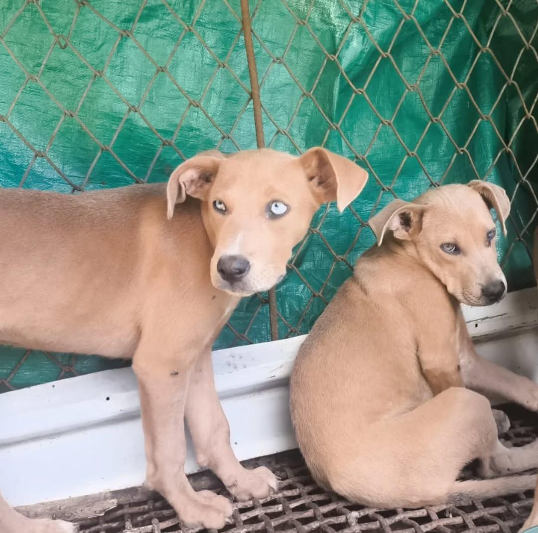 2 animalitos