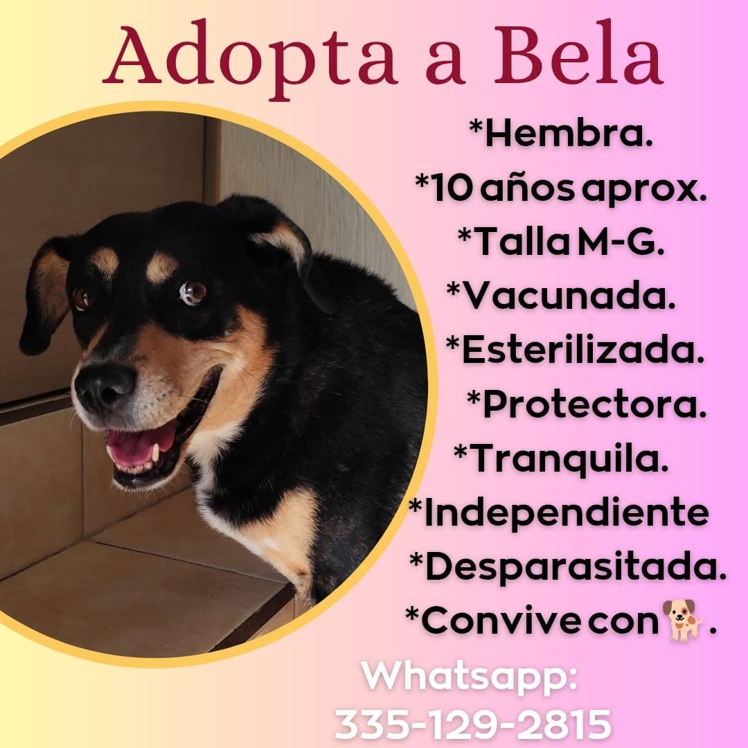 Bela