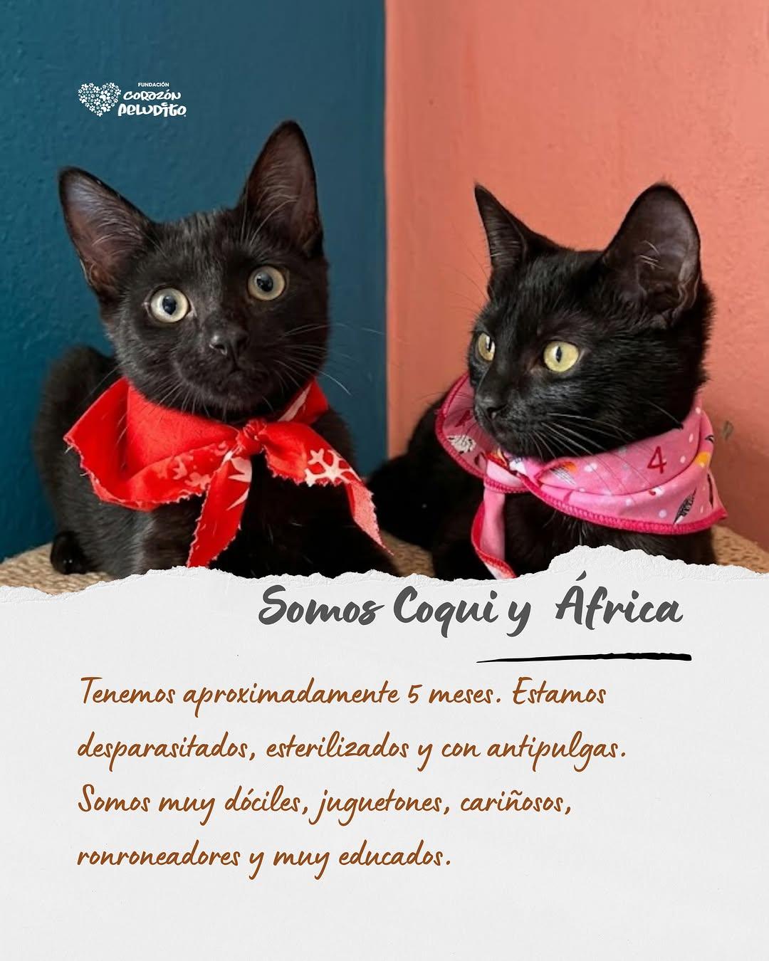 Coqui, África (1/10)