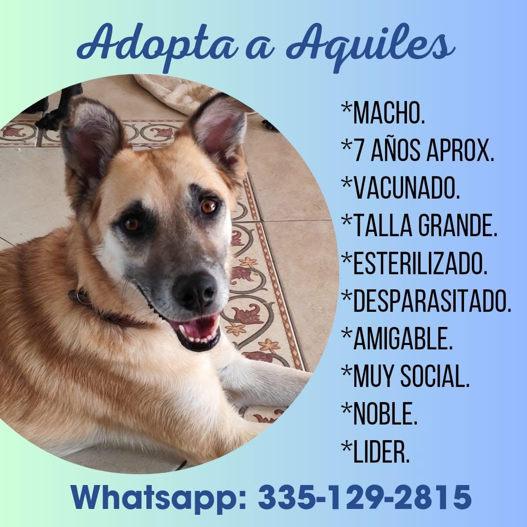 Aquiles