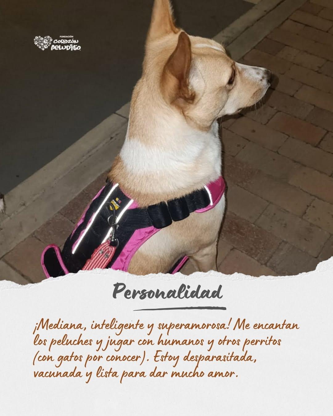 Renato (5/10)
