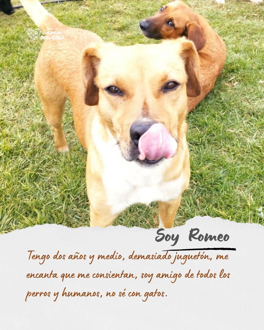 Renato (7/10)