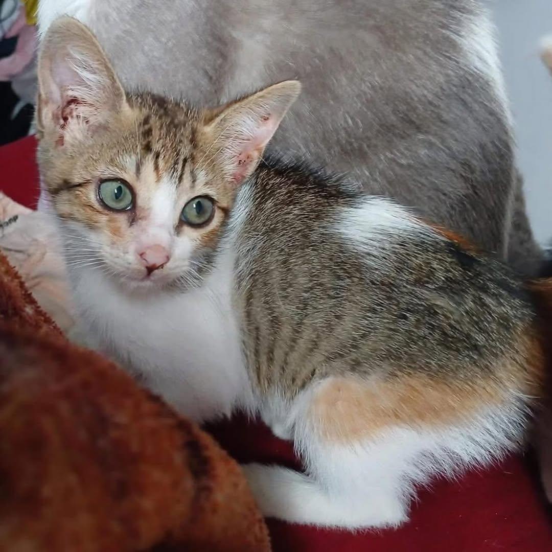 3 animalitos (1/3)