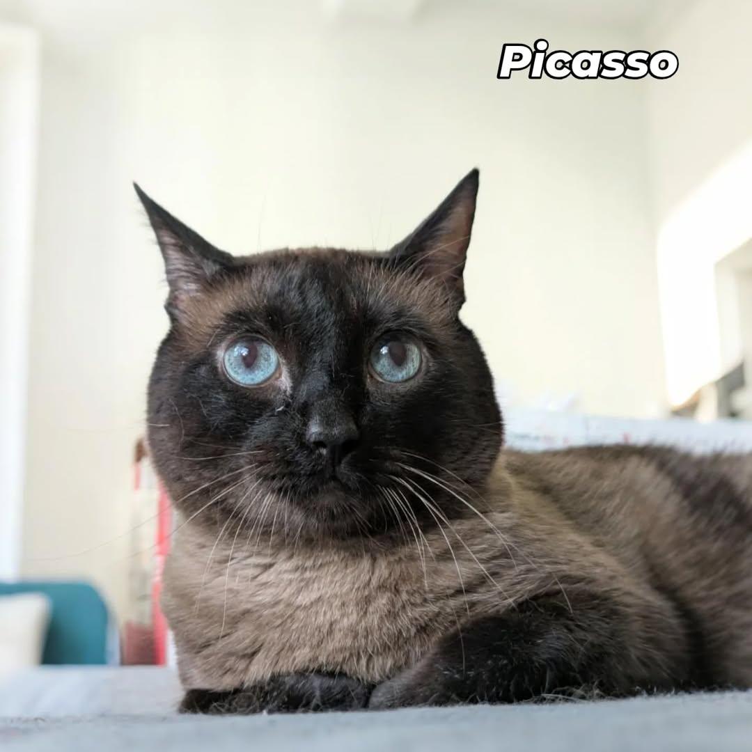 Picasso