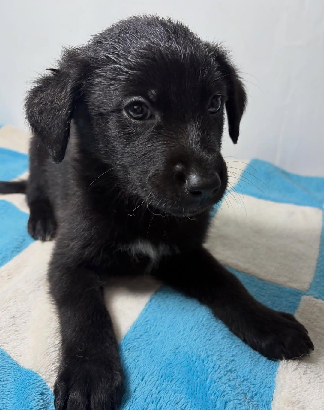 FRIJOLITO (2/9)