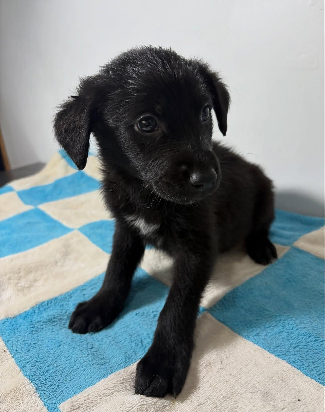 FRIJOLITO (6/9)