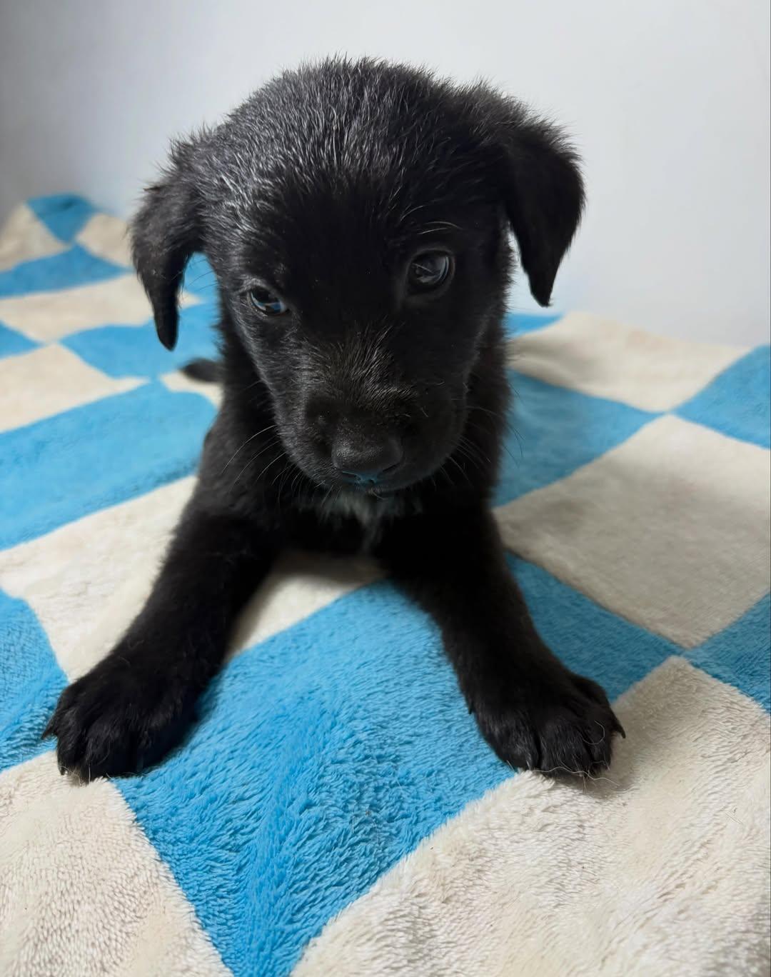 FRIJOLITO (7/9)