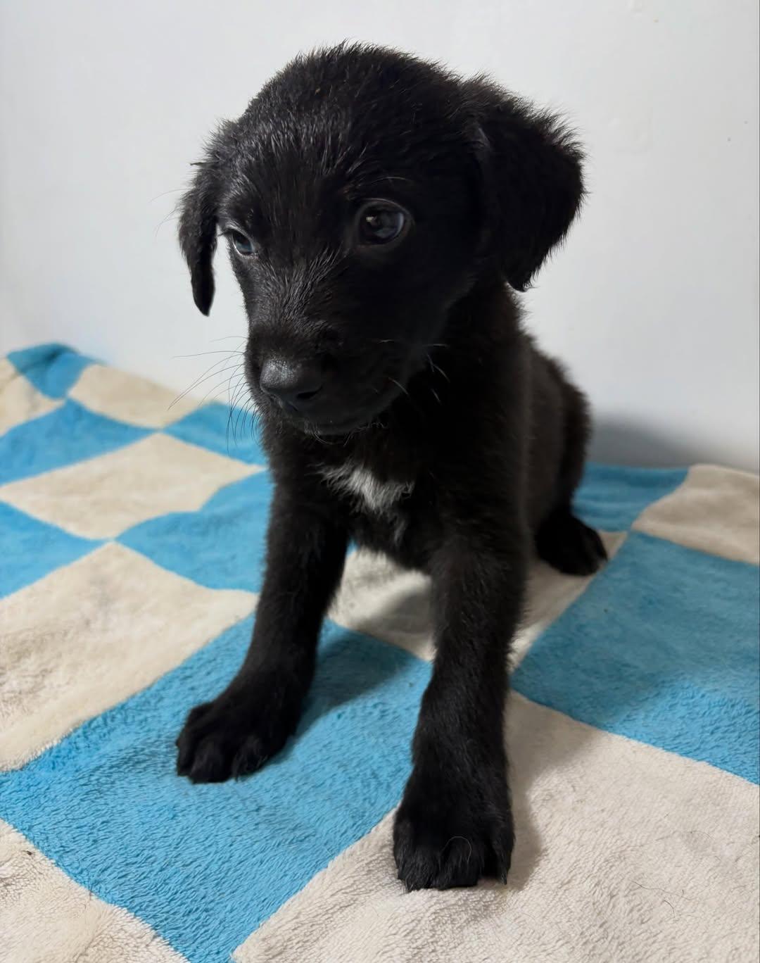 FRIJOLITO (8/9)
