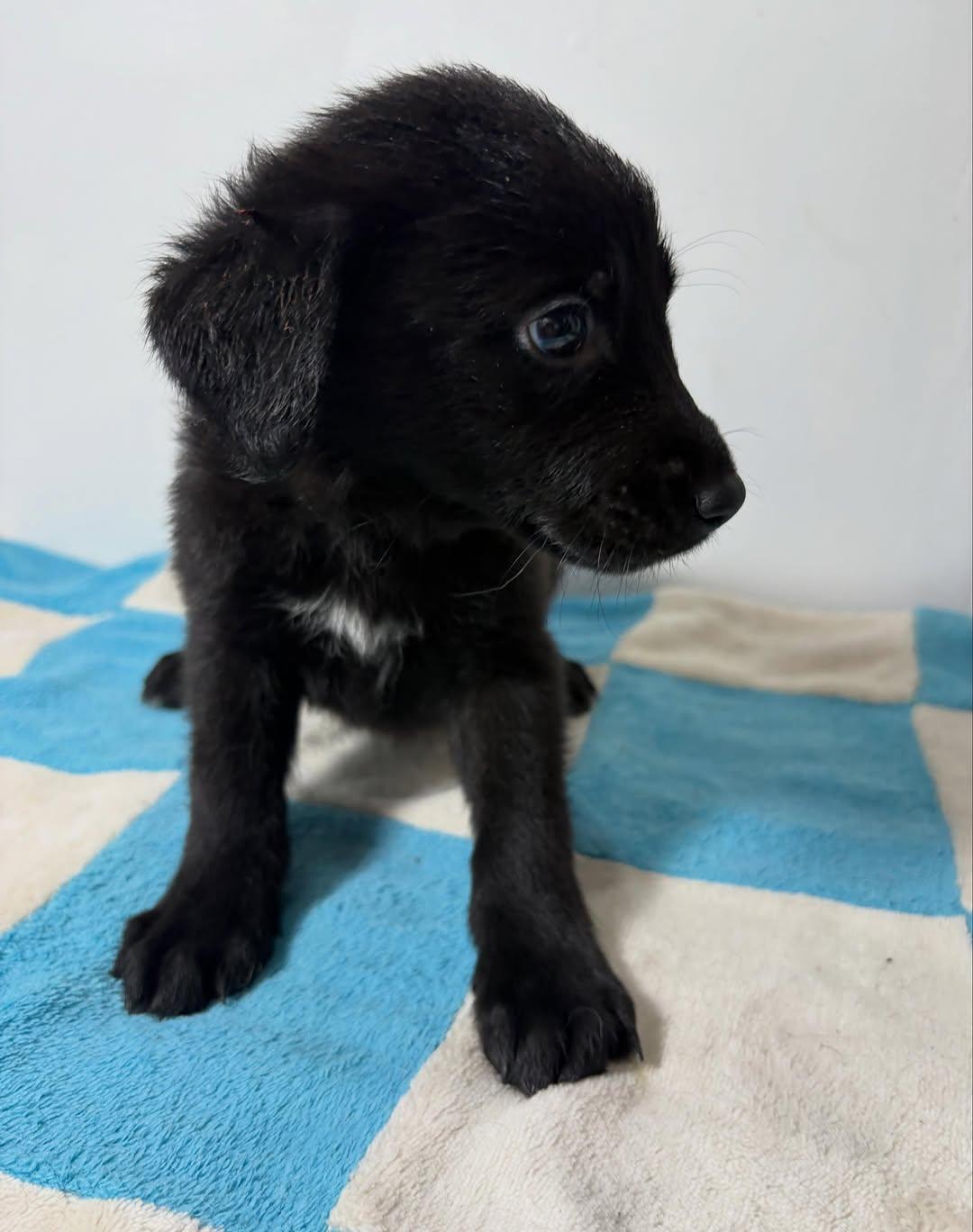 FRIJOLITO (9/9)