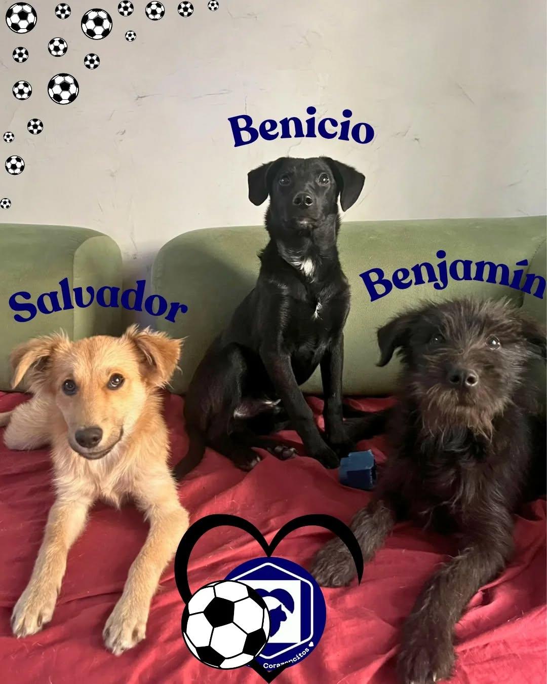 Salvador, Benjamín, Benicio (1/4)