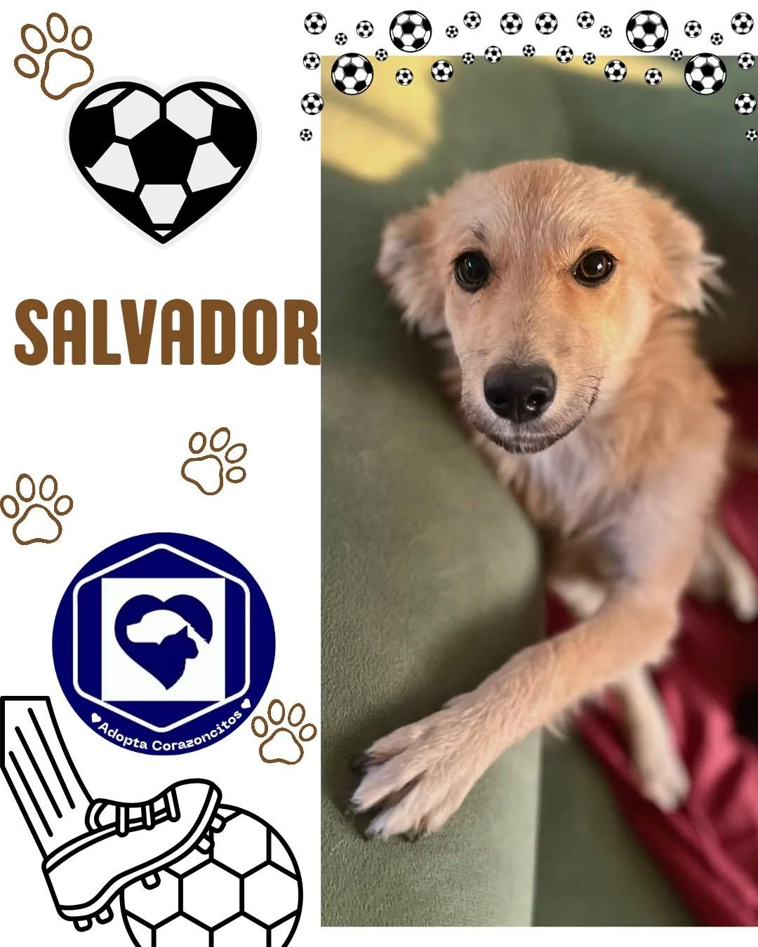 Salvador, Benjamín, Benicio (2/4)