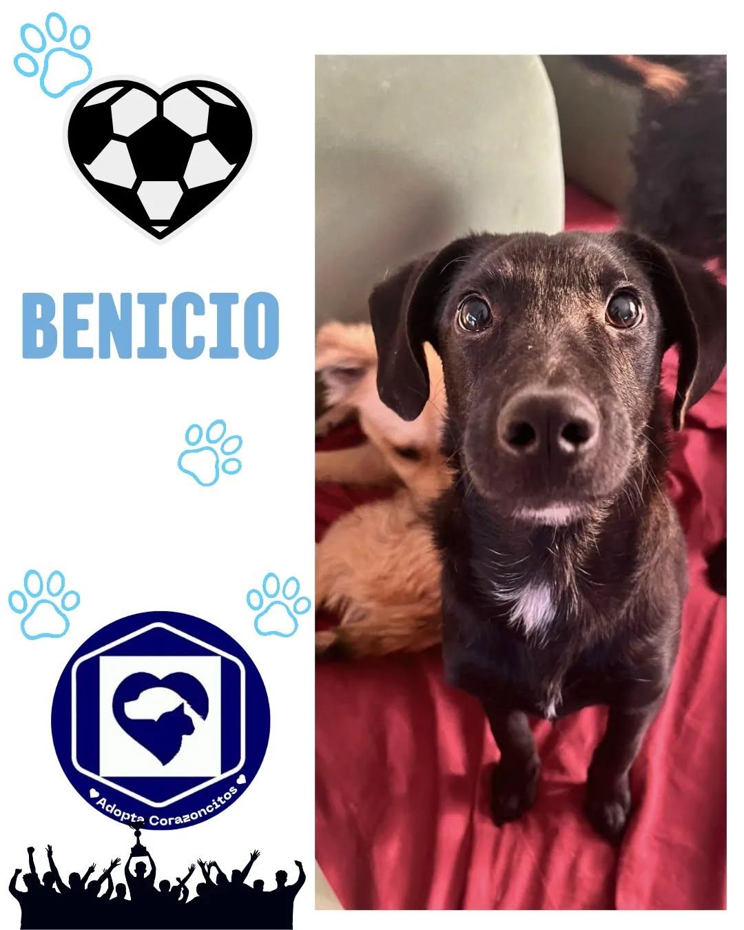 Salvador, Benjamín, Benicio (3/4)
