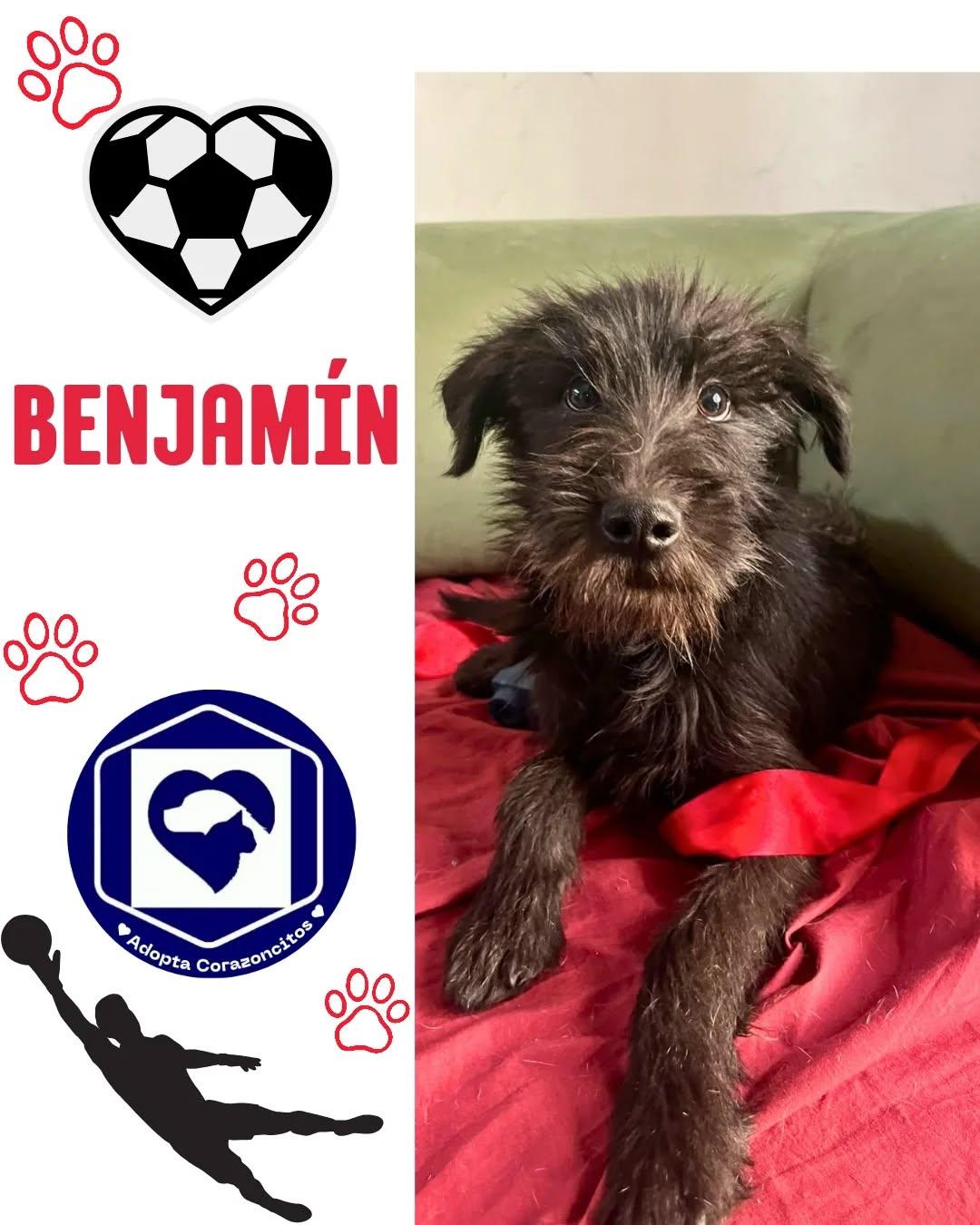 Salvador, Benjamín, Benicio (4/4)