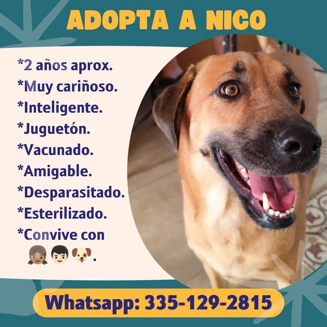 Nico