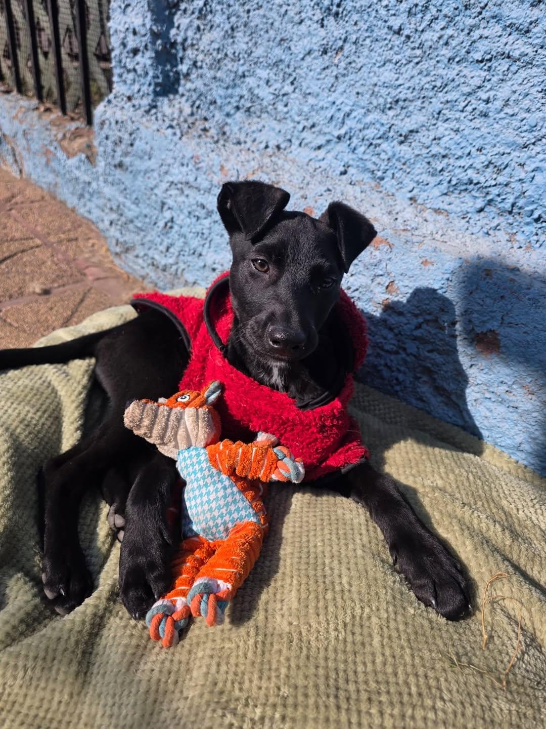Mbappé (2/4)