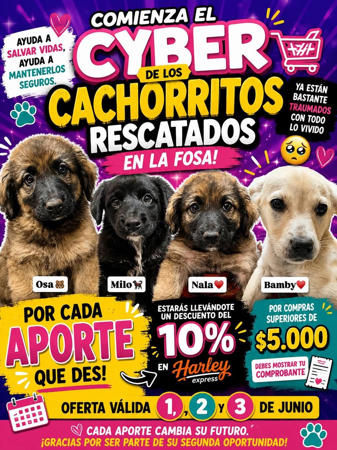 Osa, Milo, Nala +1