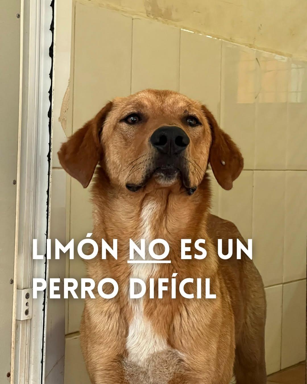 Limón (1/3)