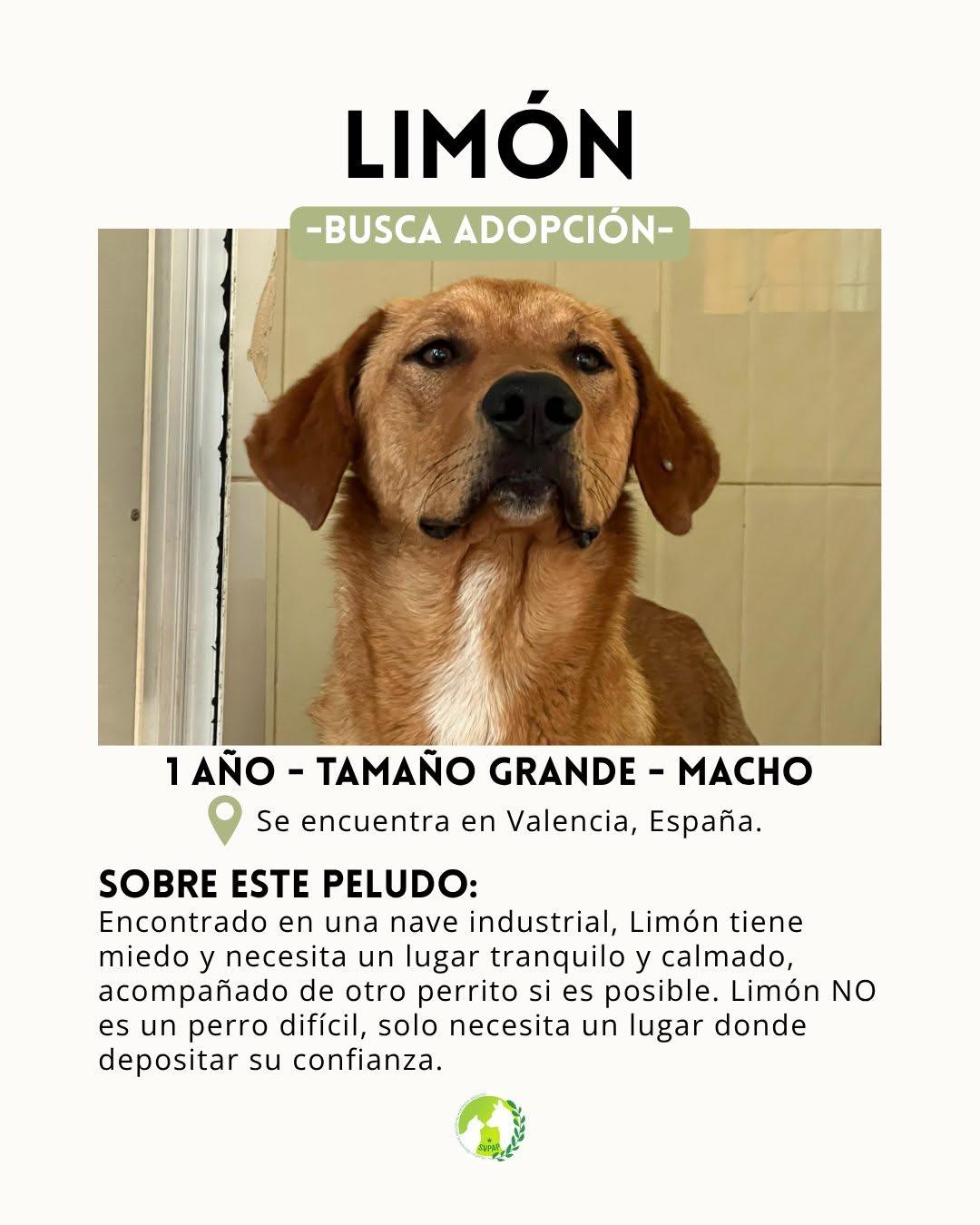 Limón (2/3)