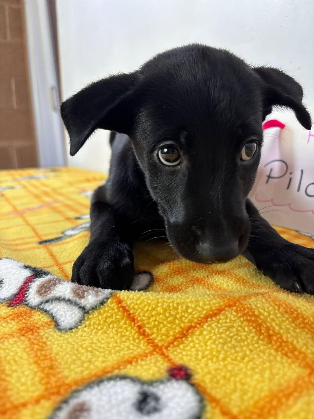 Piloncita (1/7)