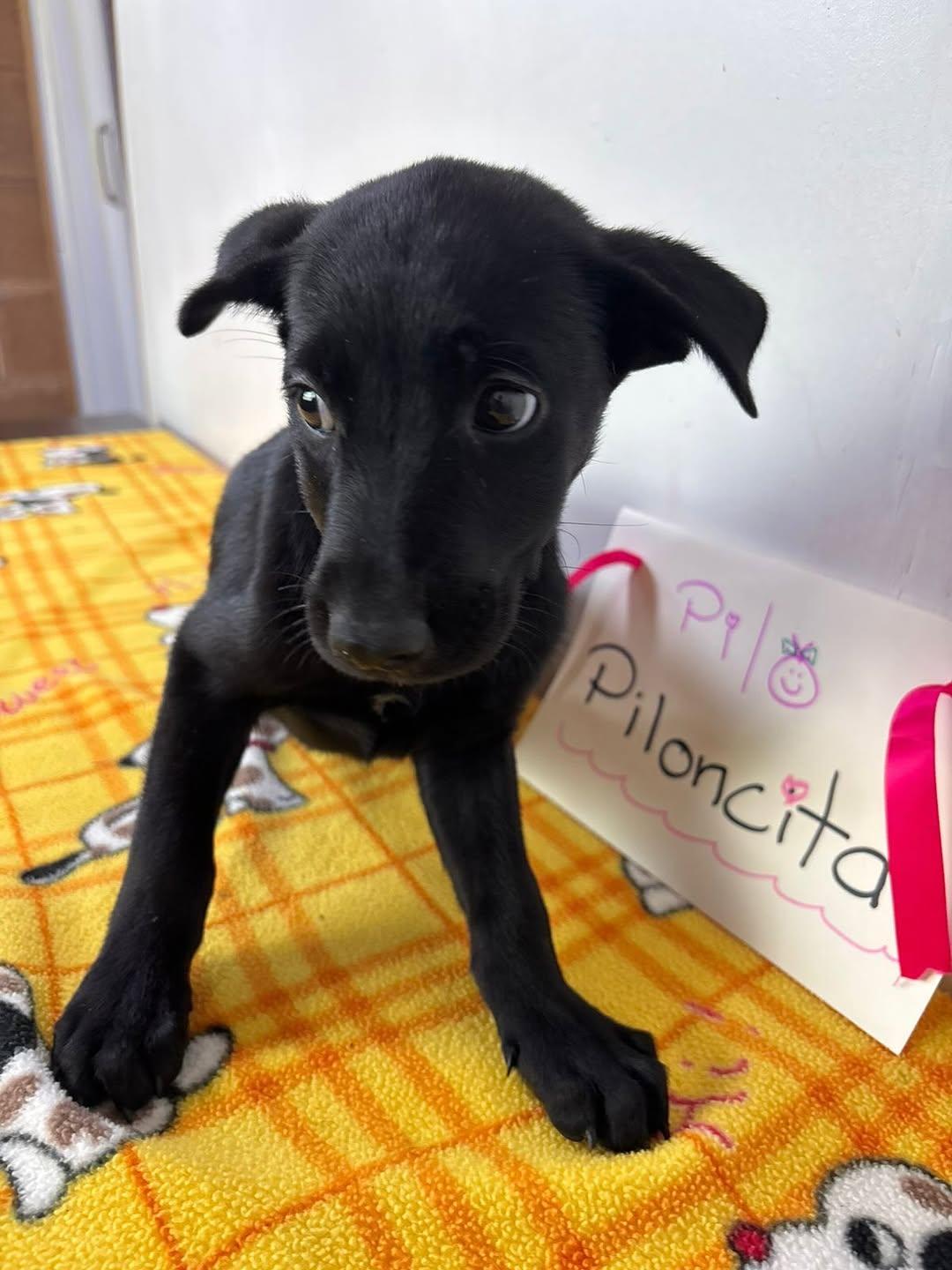 Piloncita (3/7)