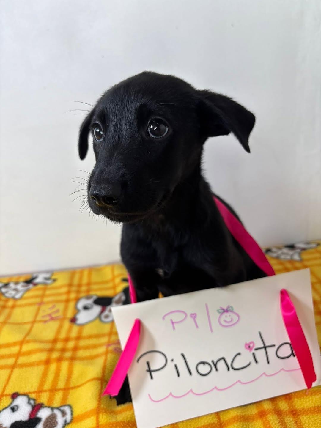 Piloncita (5/7)