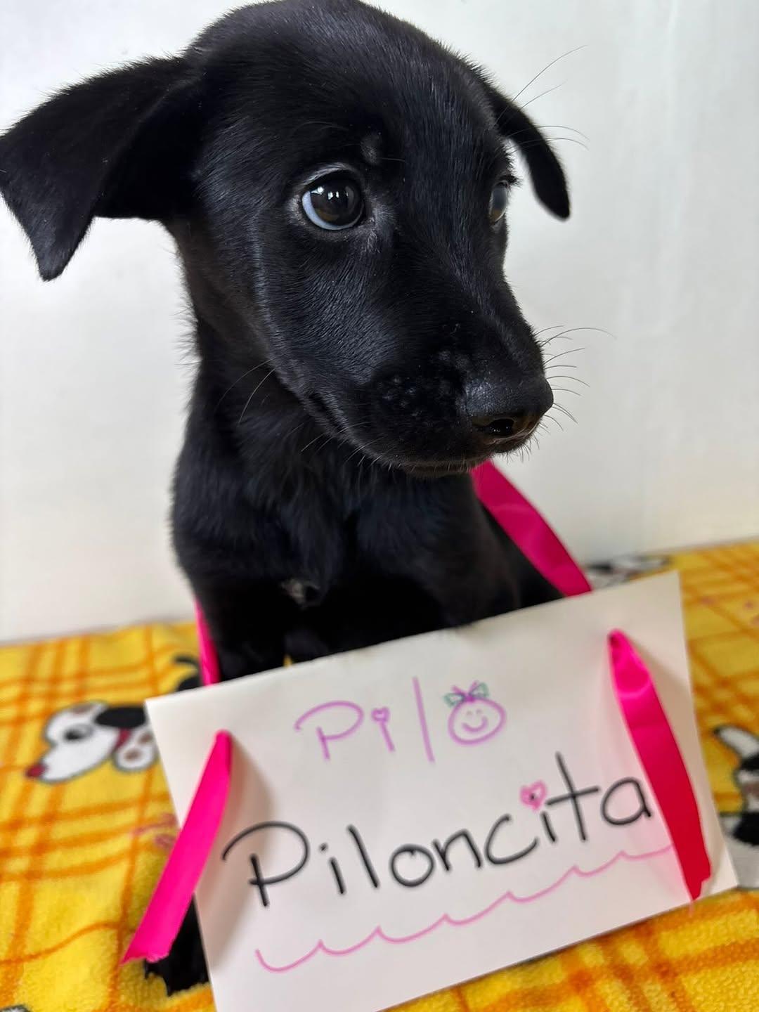 Piloncita (6/7)