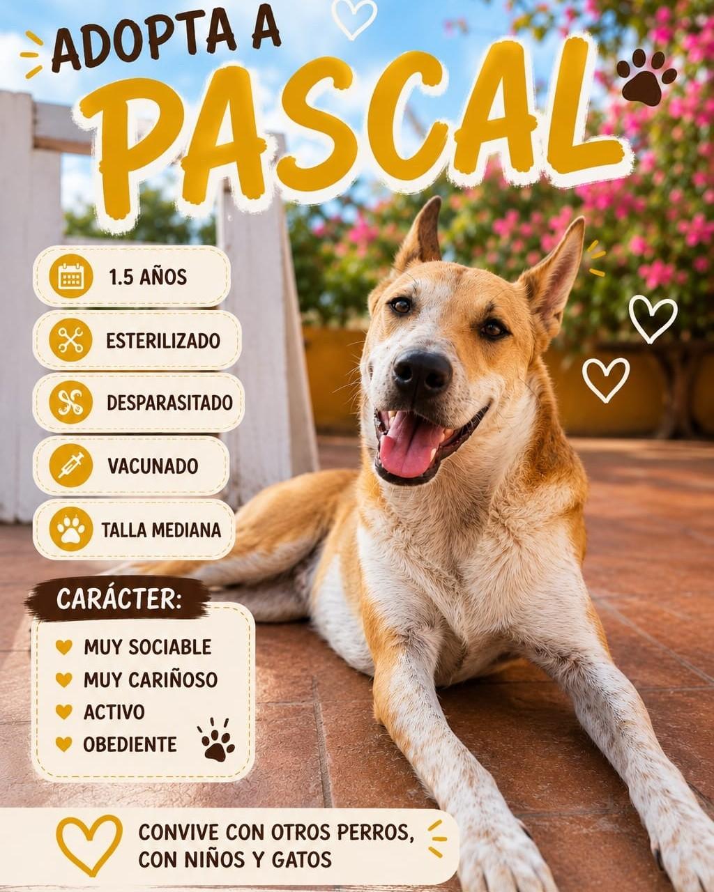 Pascal
