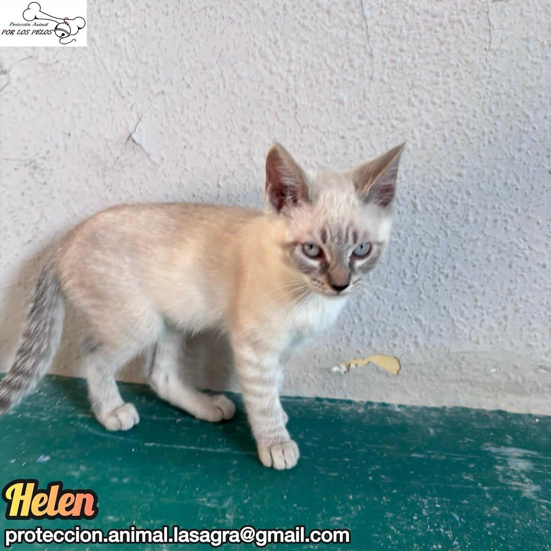 Samoa, Helen, Lluvia +1 (2/13)