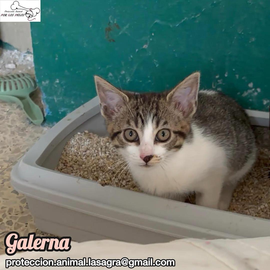 Samoa, Helen, Lluvia +1 (11/13)