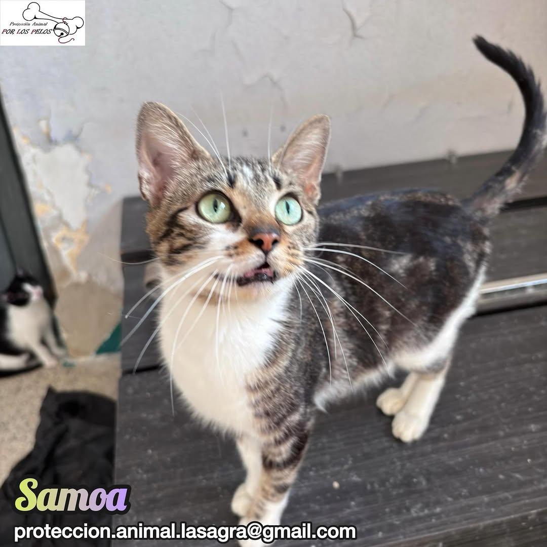 Samoa, Helen, Lluvia +1 (13/13)