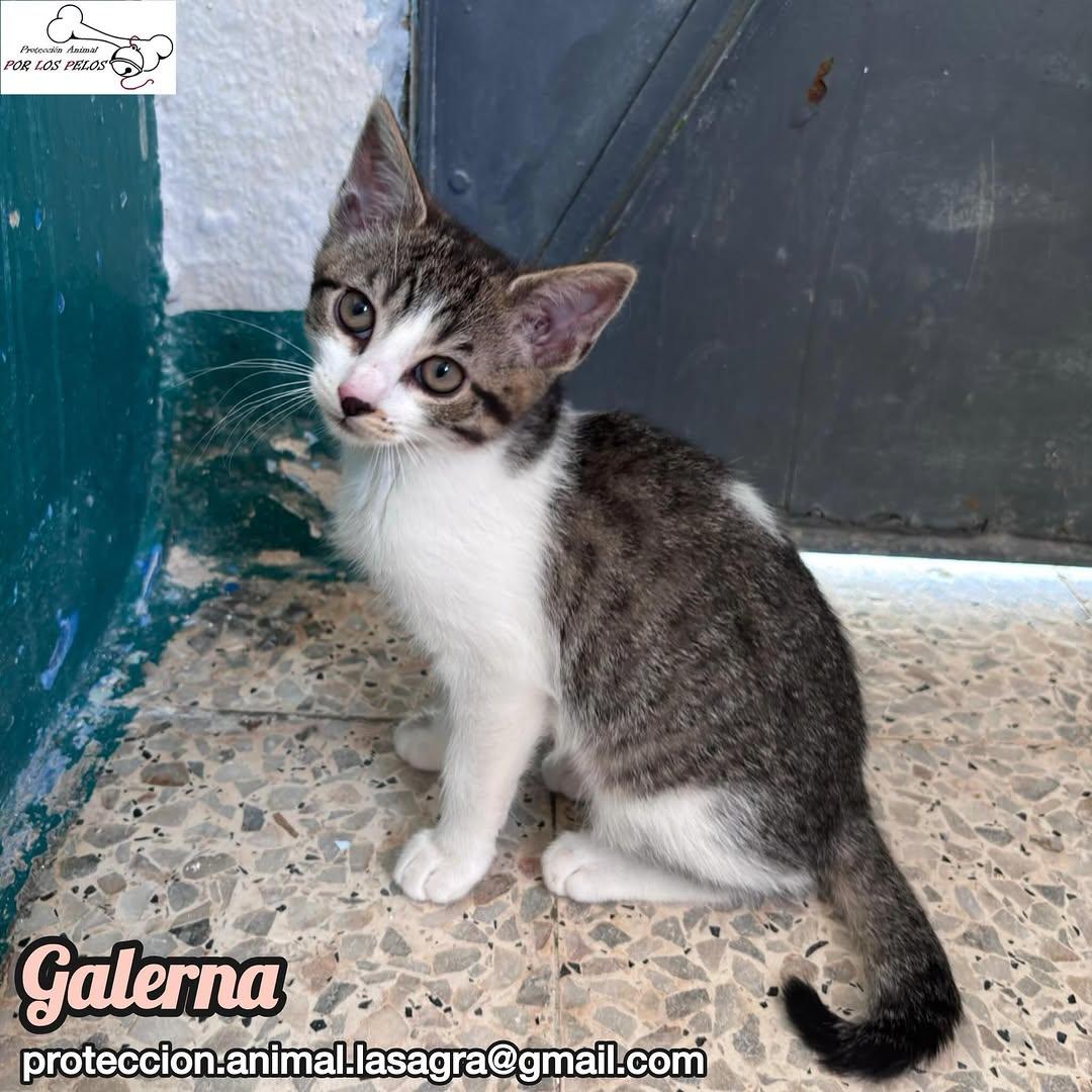Samoa, Helen, Lluvia +1 (4/13)