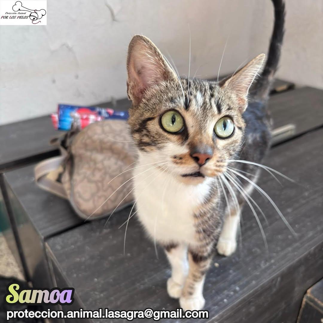 Samoa, Helen, Lluvia +1 (8/13)