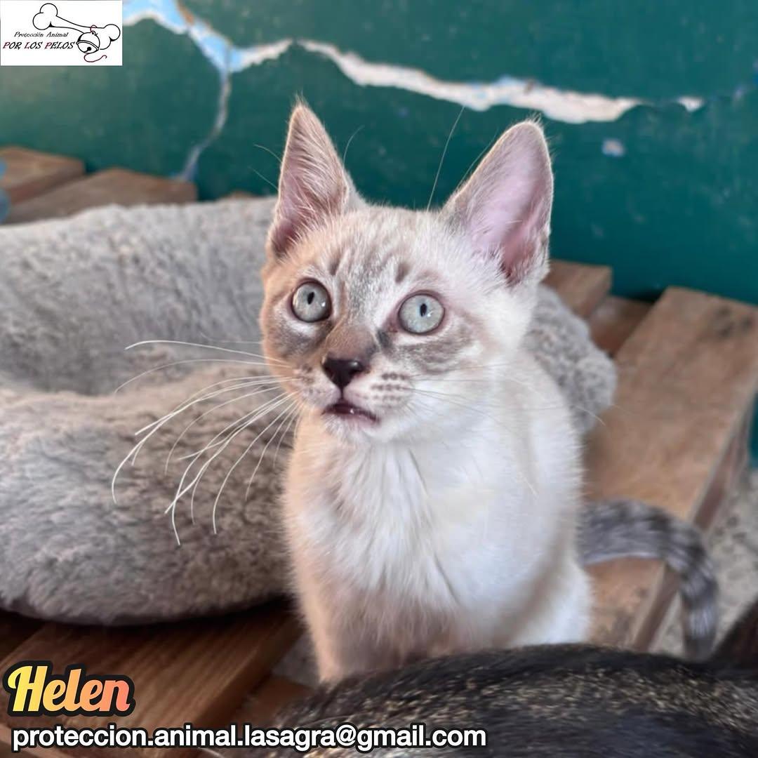 Samoa, Helen, Lluvia +1 (10/13)