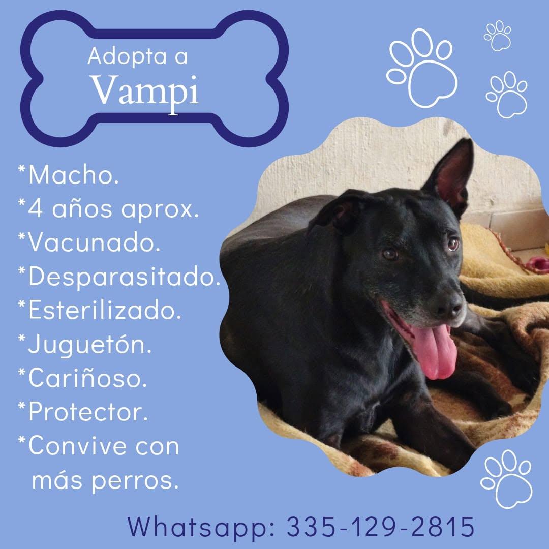 VAMPI