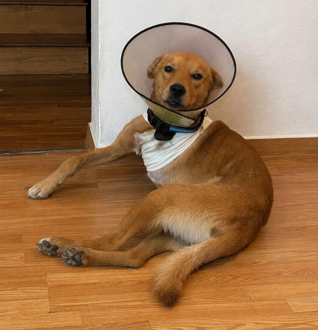 Simba (1/8)
