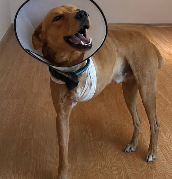 Simba (5/8)