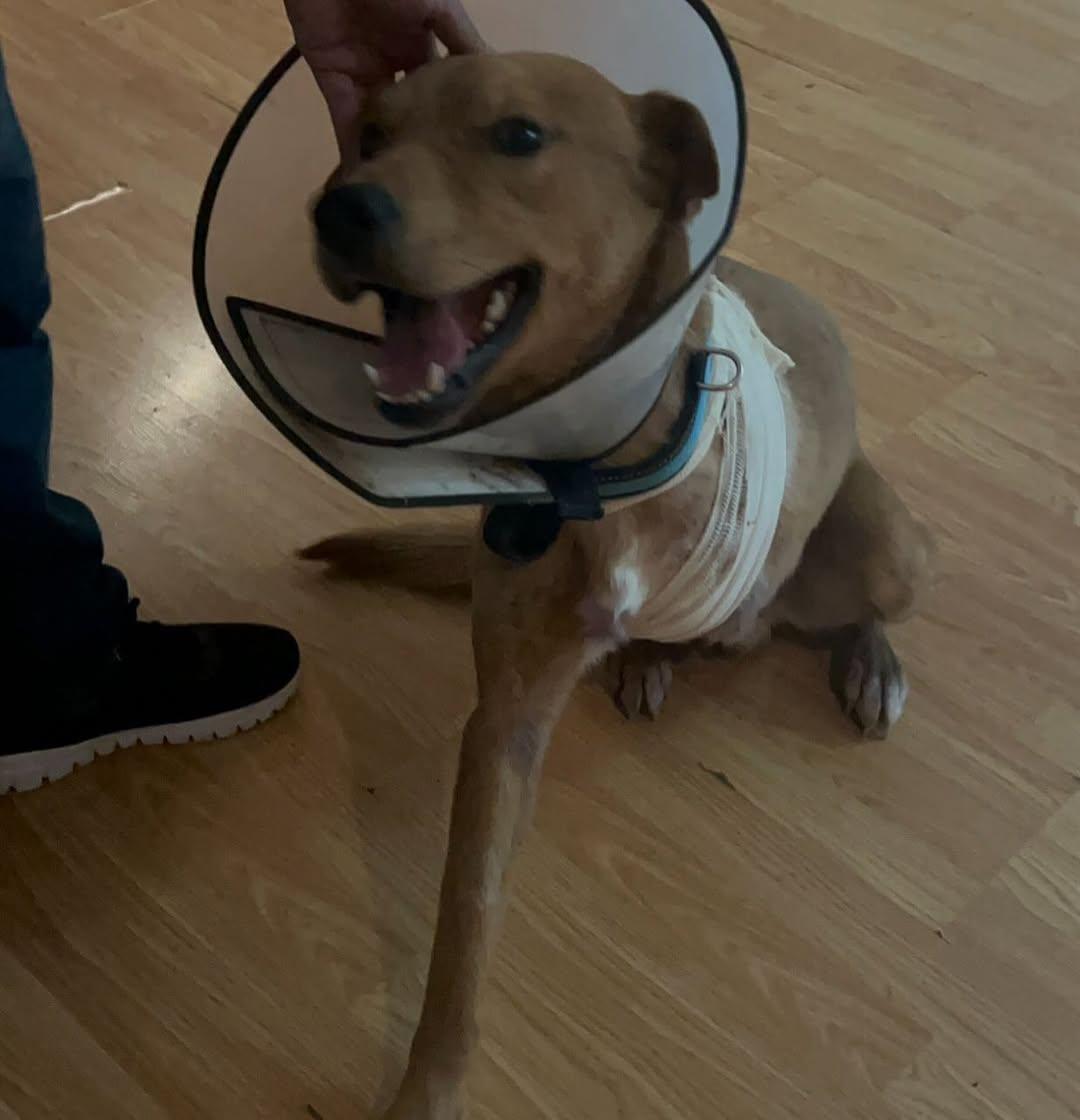 Simba (6/8)