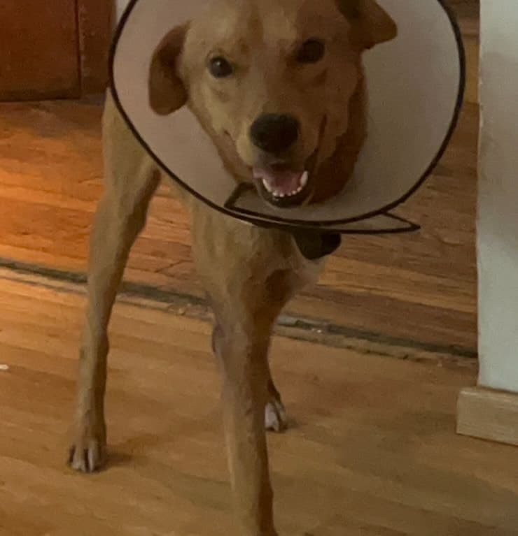 Simba (7/8)