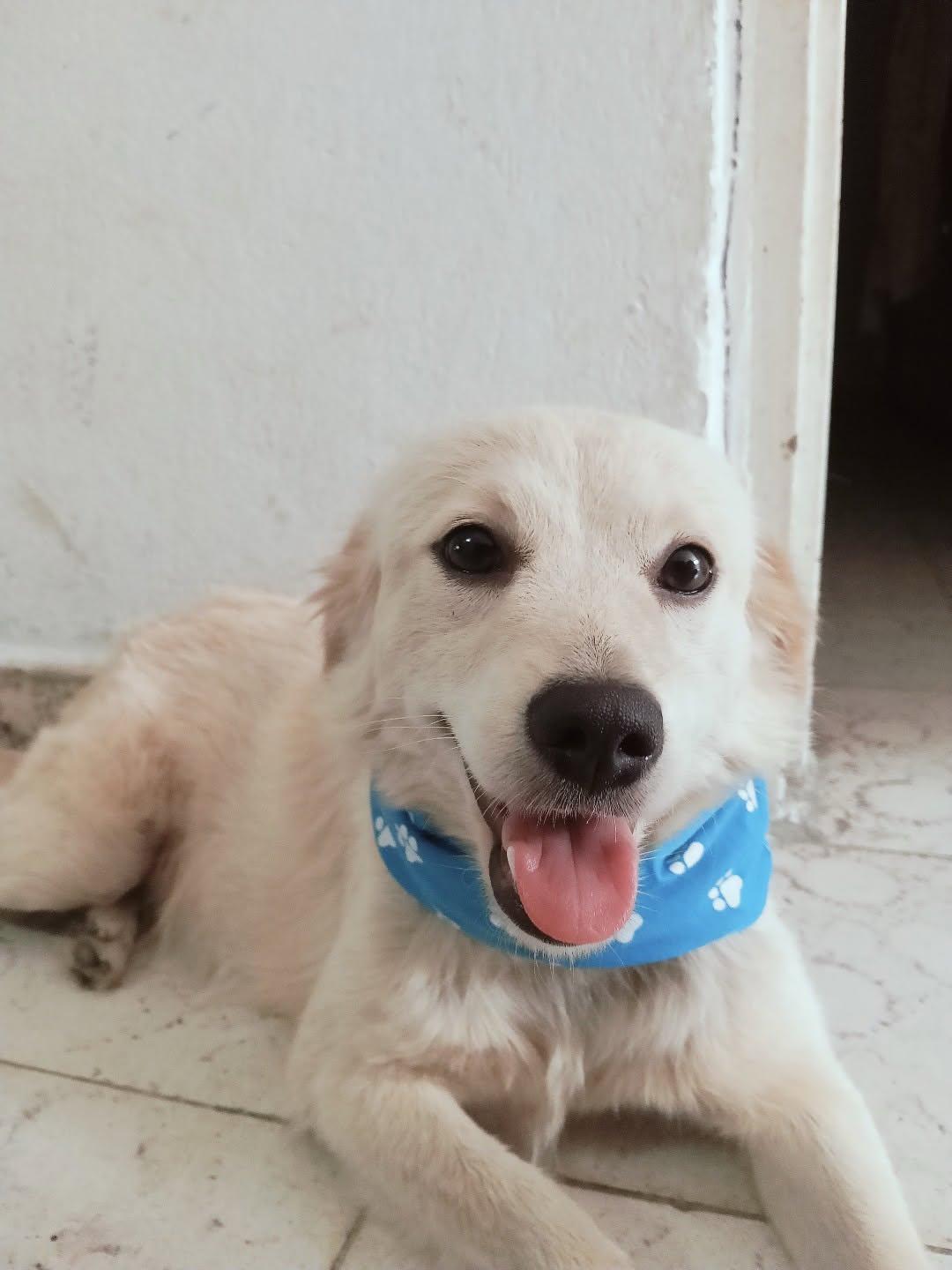 2 animalitos (2/3)