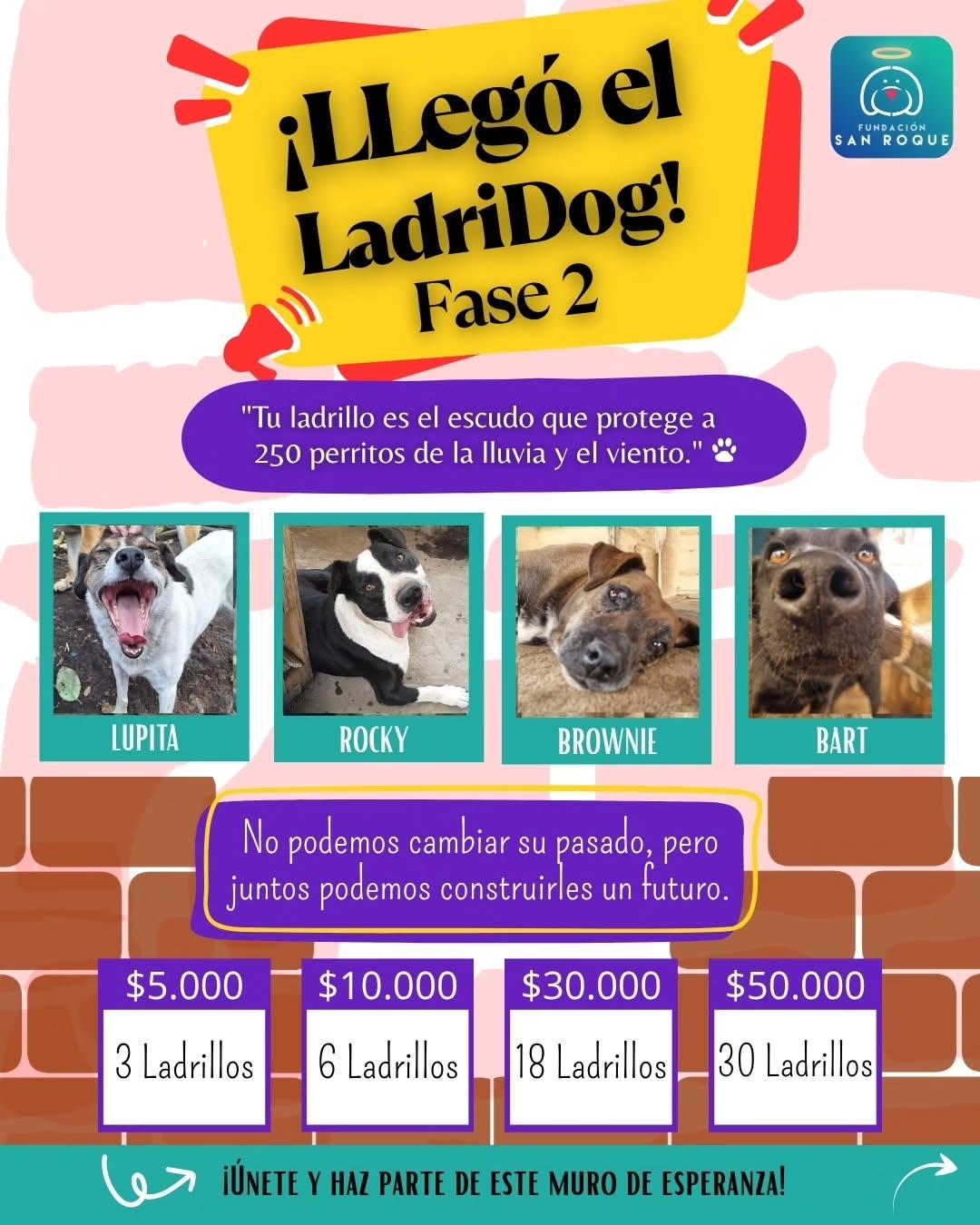 Lupita, Rocky, Brownie +1 (1/3)