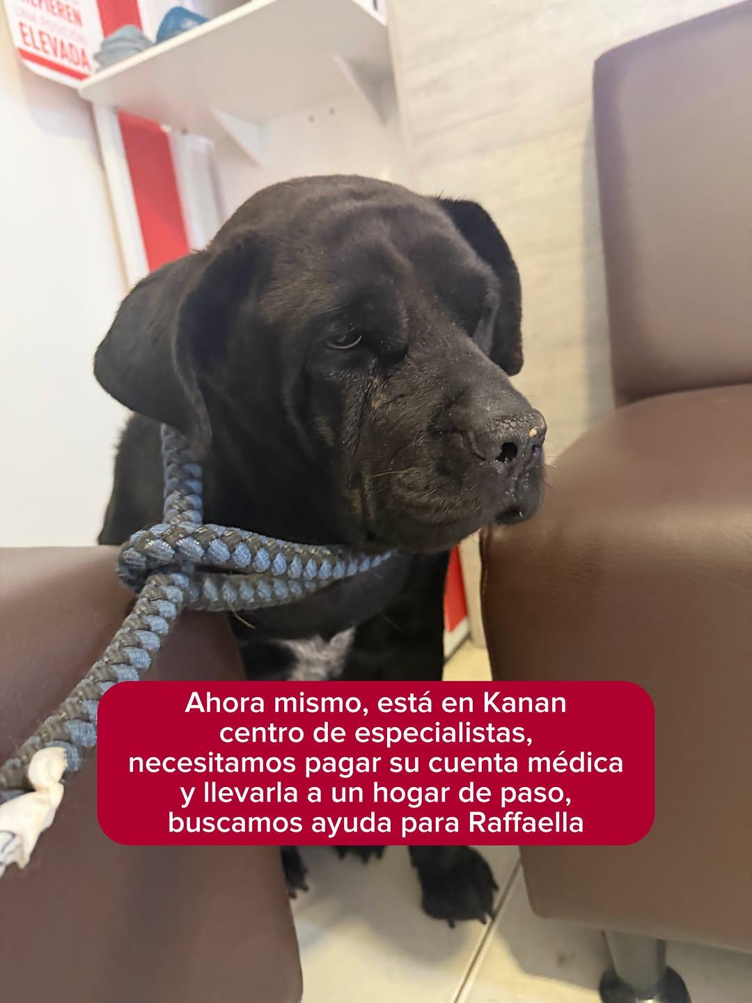 Rafaela (6/9)